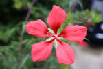 Red Texas Star Hibiscus (Hibiscus coccineus) 4" Starter Plant