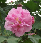 Double Pink Confederate Rose Hibiscus (Hibiscus mutabilis) 4" Starter Plant